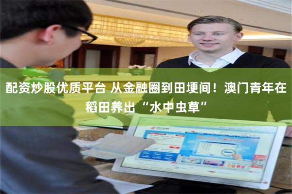 配资炒股优质平台 从金融圈到田埂间！澳门青年在稻田养出 “水中虫草”