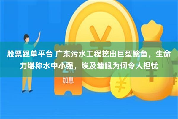 股票跟单平台 广东污水工程挖出巨型鲶鱼，生命力堪称水中小强，埃及塘鲺为何令人担忧